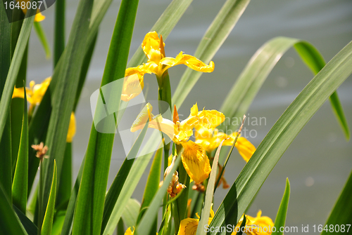 Image of Yellow iris (Iris pseudacorus)