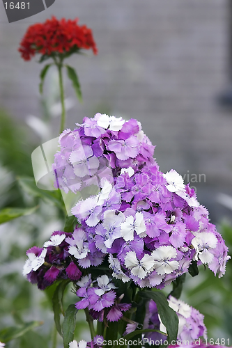 Image of summer (flowers)