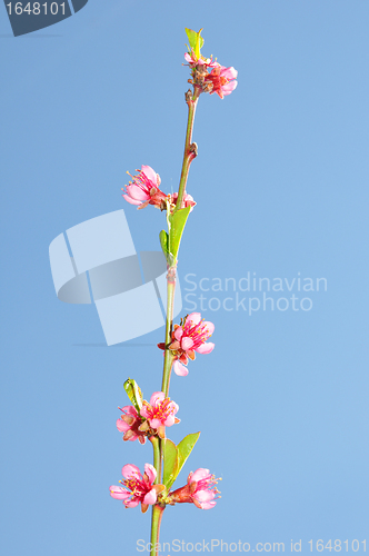 Image of Peach flower (Prunus persica)