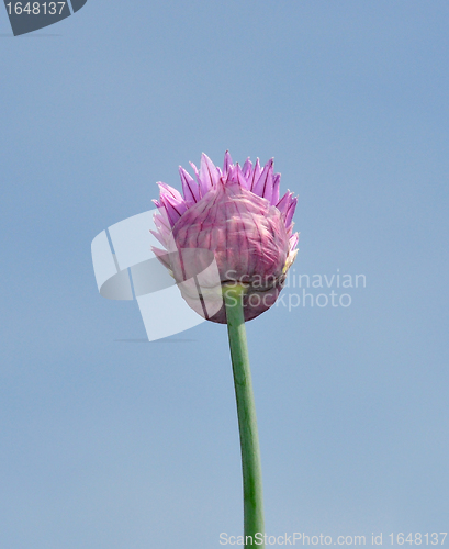 Image of Onion flower