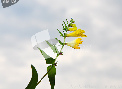 Image of Common Cow-wheat (Melampyrum pratense)