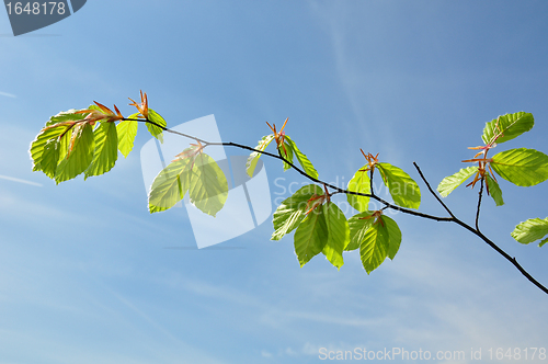 Image of Branch of beech in spring