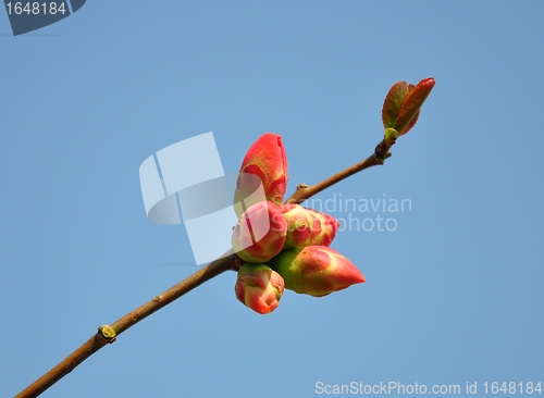Image of Red buds