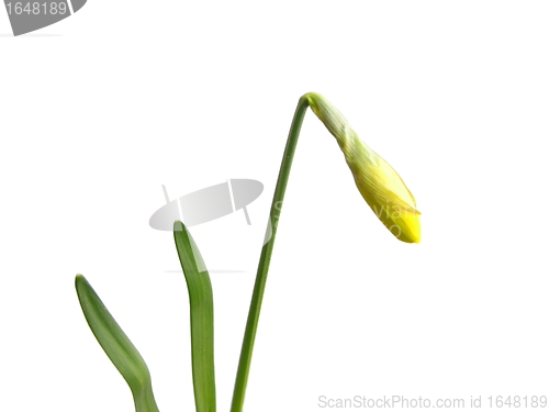 Image of Bud of daffodil (Narcissus)