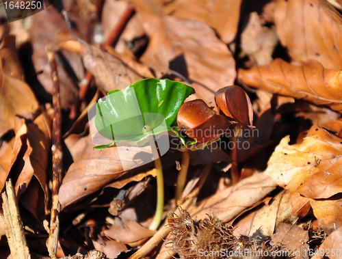 Image of Beech seedling