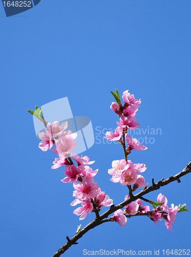 Image of Peach flower (Prunus persica)