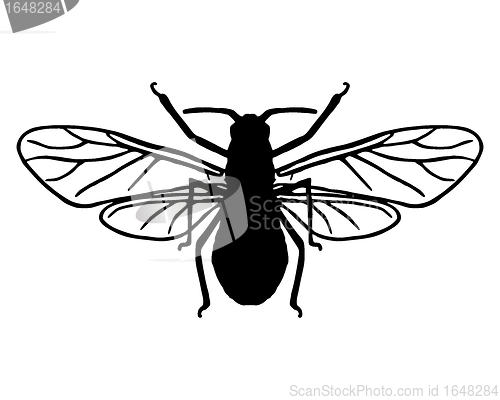 Image of Aphid silhouette
