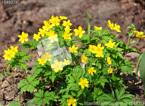 Image of Yellow anemone (Anemone ranunculoides)