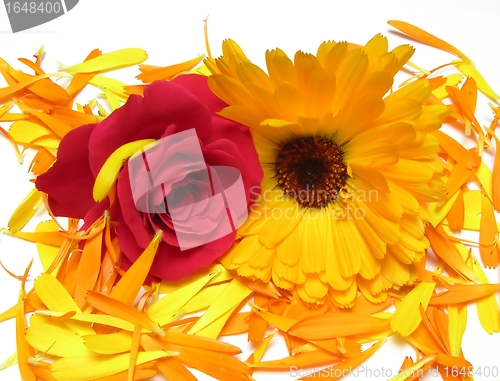 Image of Calendula and rose flower on petals