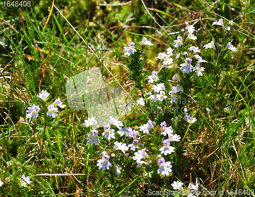 Image of Eyebright (Euphrasia officinalis)