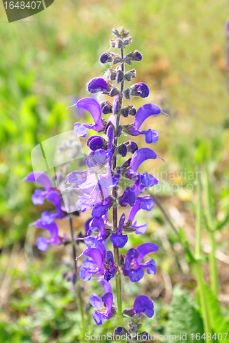 Image of Meadow sage (Salvia pratensis)