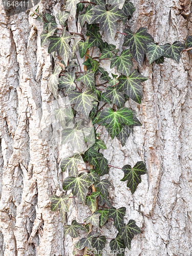 Image of Bark with ivy leaves