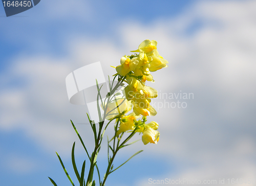 Image of Common Toadflax (Linaria vulgaris)