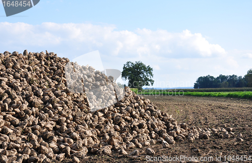 Image of Sugar beets