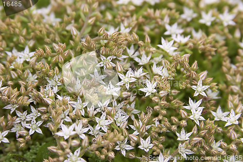 Image of flowers