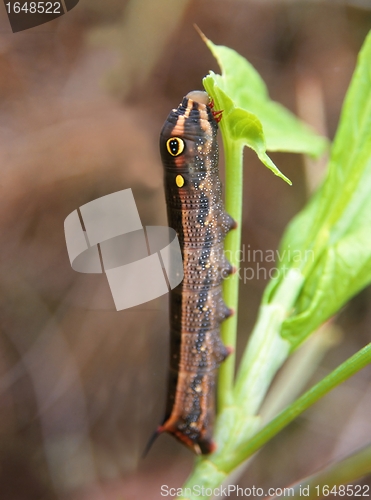 Image of Tropical caterpillar in La Reunion