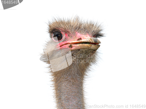 Image of Ostrich