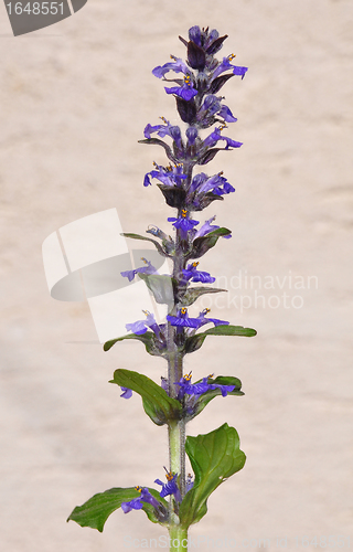 Image of Blue bugle (Ajuga reptans)