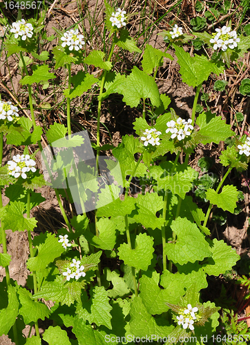 Image of Garlic mustard (Alliaria petiolata)