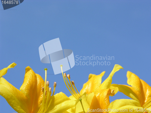 Image of Rododendron flowers and blue sky