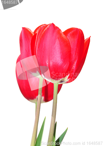 Image of Red tulips