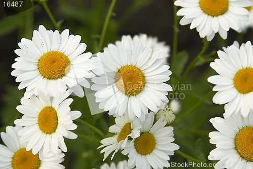 Image of fieldflowers (camomile)