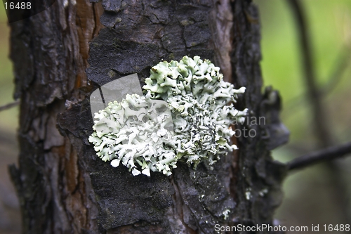 Image of Lichen