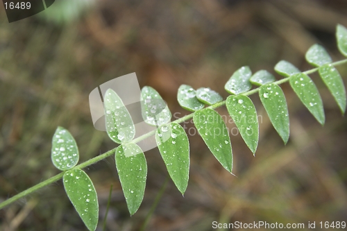 Image of Water drop on the leaf