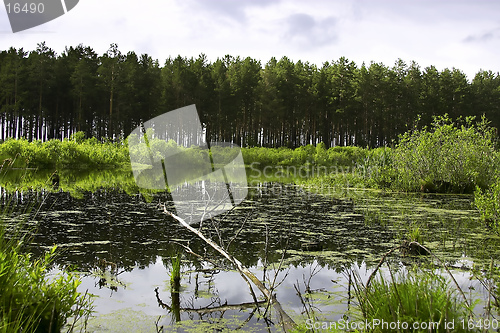 Image of swamp