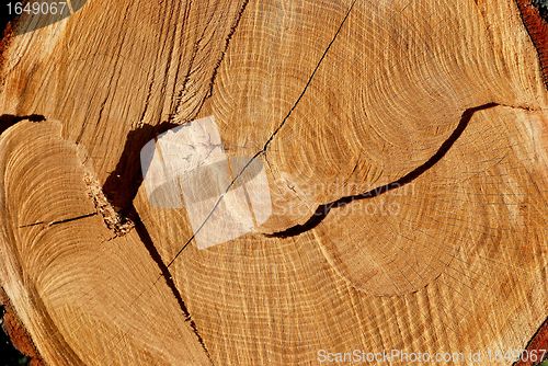 Image of Texture of cut oak 