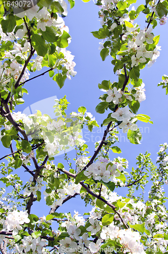 Image of blooming apple tree branch on background of sky 