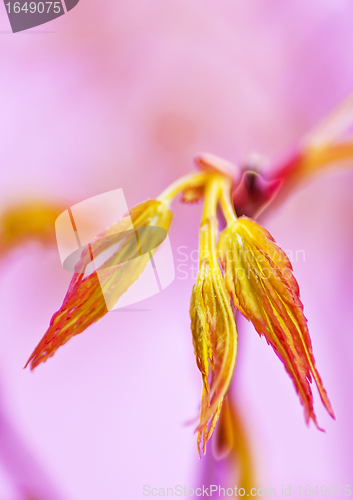 Image of japanese maple in spring