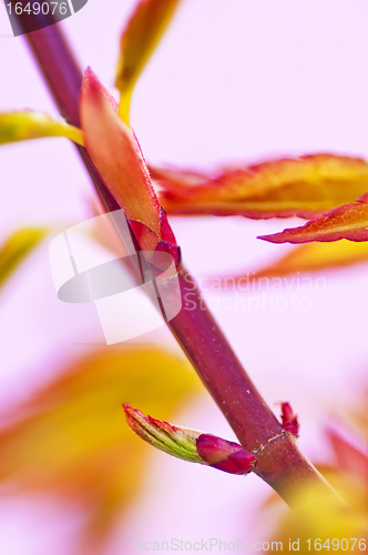 Image of japanese maple in spring