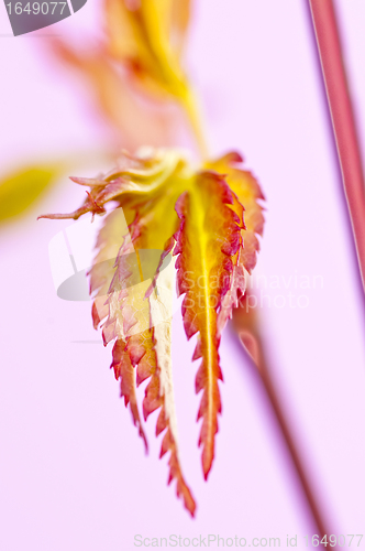Image of japanese maple in spring