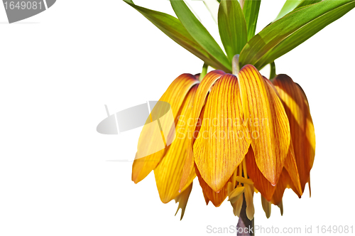 Image of crown imperial, Fritillaria imperialis