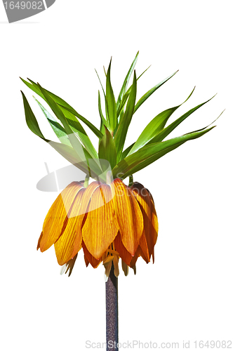 Image of crown imperial, Fritillaria imperialis