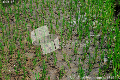Image of rice plant
