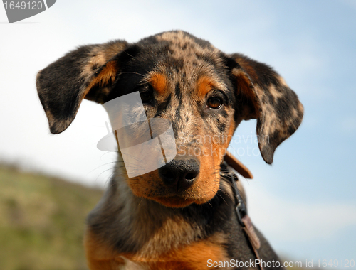 Image of puppy beauceron