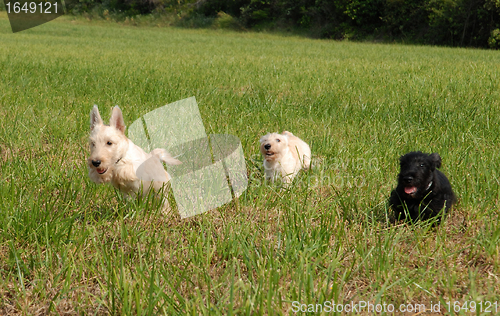 Image of puppies scottish terrier