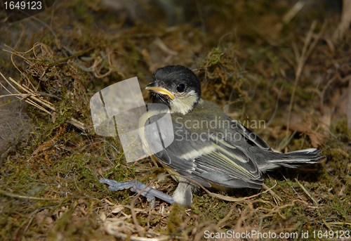 Image of young coal tit 