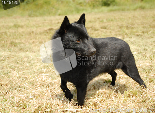 Image of Schipperke