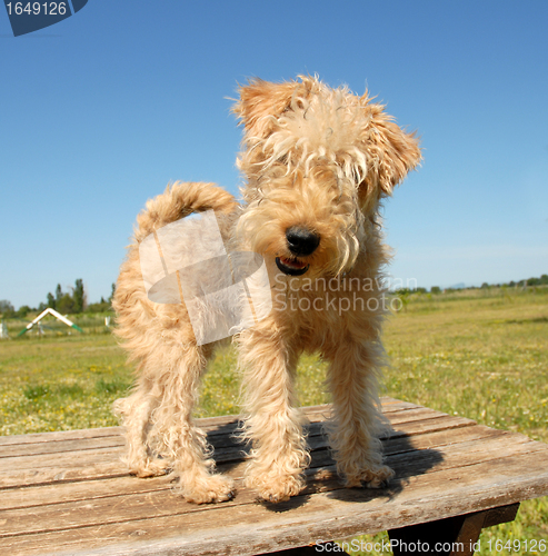 Image of lakeland terrier