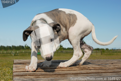 Image of puppy whippet