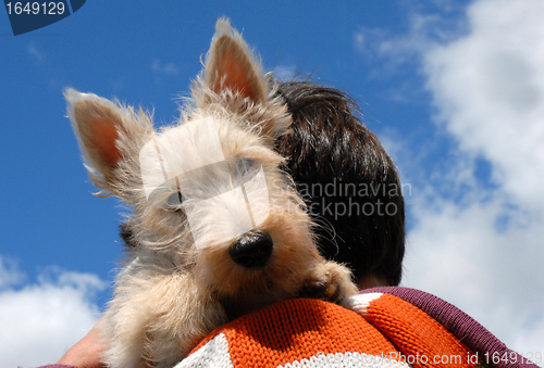 Image of puppy scottish terrier
