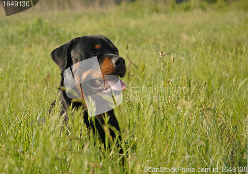 Image of rottweiler