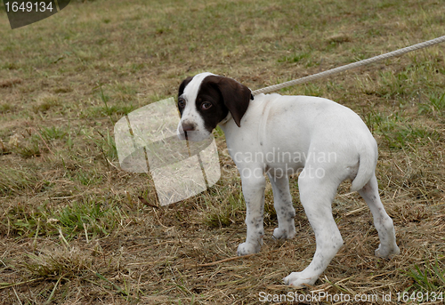 Image of puppy pointer