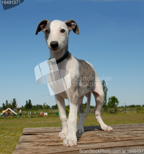 Image of puppy whippet