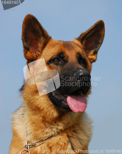 Image of german shepherd