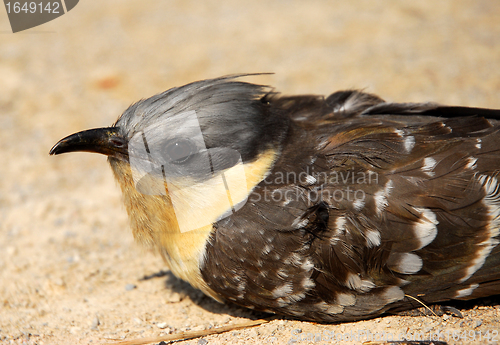 Image of Great Spotted Cuckoo