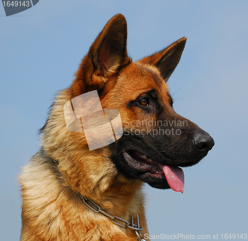 Image of german shepherd